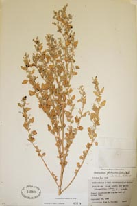 Herbarium Sheet of 
